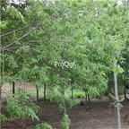 19usd Ngryise 6000Pcs A Set Zelkova Serrata Japanese Zelkova Japanese Elm seed