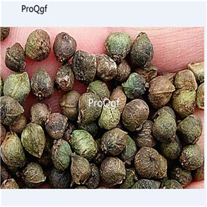 19usd Ngryise 6000Pcs A Set Zelkova Serrata Japanese Zelkova Japanese Elm seed