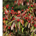 19usd Prodgf 5000Pcs A Set Dendrobenthamia Angustata Cornus Elliptica seed