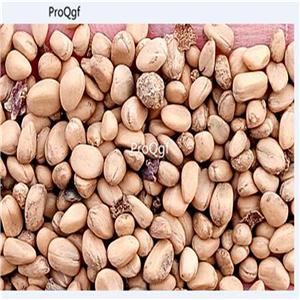 19usd Prodgf 5000Pcs A Set Dendrobenthamia Angustata Cornus Elliptica seed