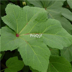 19usd Prodgf 9000Pcs A Set Abelmoschus Esculentus Yellow Okra seed