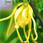 19usd Prodgf 2000Pcs A Set Cananga Odorata seed