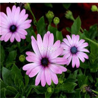 19usd Prodgf 20000Pcs A Set Osteospermum Ecklonis seed