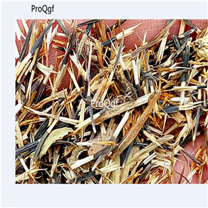 19usd Prodgf 20000Pcs A Set Osteospermum Ecklonis seed