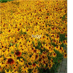 19usd Prodgf 30000Pcs A Set Rudbeckia Hirta Golden Jerusalem Gloriosa  seed