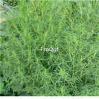 19usd Prodgf 30000Pcs A Set Kochia Scoparia Mock-cypress Belvedere Burningbush  seed