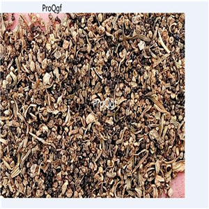 19usd Prodgf 30000Pcs A Set Kochia Scoparia Mock-cypress Belvedere Burningbush  seed