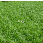 19usd Prodgf 50000Pcs A Set Lolium Perenne Winter Ryegrass seed