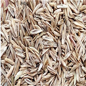 19usd Prodgf 50000Pcs A Set Lolium Perenne Winter Ryegrass seed