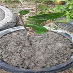 19usd Prodgf 3Pcs A Set Garcinia Mangostana plant