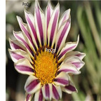 19usd Prodgf 50000Pcs A Set Gazania Rigens Treasure  seed