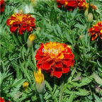 19usd Prodgf 8000Pcs A Set Tagetes Patula French Marigold seed