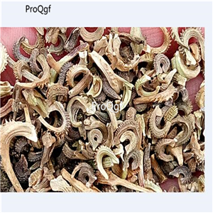 19usd Prodgf 8000Pcs A Set Tagetes Patula French Marigold seed