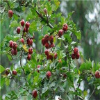 19usd Prodgf 3000Pcs A Set Crataegus Pinnatifida Mountain Hawthorn  seed