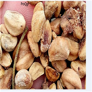 19usd Prodgf 3000Pcs A Set Crataegus Pinnatifida Mountain Hawthorn  seed
