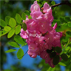 19usd Prodgf 6000Pcs A Set Robinia Hispida Bristly-Locust huanghua seed