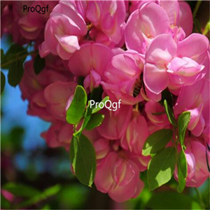 19usd Prodgf 6000Pcs A Set Robinia Hispida Bristly-Locust huanghua seed