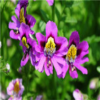 19usd Prodgf 8000Pcs A Set Schizanthus pinnatus ziwei seed