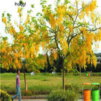 19usd Prodgf 6000Pcs A Set Cassia Fistula Golden Shower Tree Canafistula seed