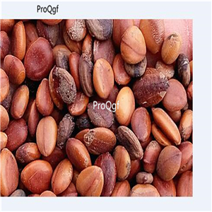 19usd Prodgf 6000Pcs A Set Cassia Fistula Golden Shower Tree Canafistula seed