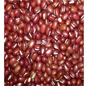 19usd Prodgf 8000Pcs A Set Vigna Angularis Adzuki Bean seed