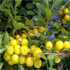 19usd Prodgf 3000Pcs A Set Cerasus Humilis Prunus seed