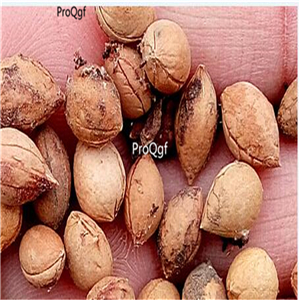 19usd Prodgf 3000Pcs A Set Cerasus Humilis Prunus seed