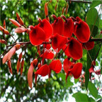19usd Prodgf 1000Pcs A Set Erythrina Crista-galli Cockspur  seed