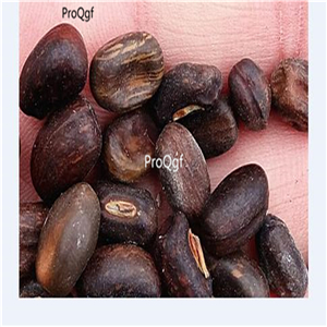 19usd Prodgf 1000Pcs A Set Erythrina Crista-galli Cockspur  seed
