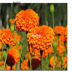 19usd Prodgf 30000Pcs A Set Tagetes Erecta Mexican Marigold seed