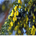 19usd Prodgf 300Pcs A Set Torreya grandis seed