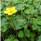 19usd Prodgf 50000Pcs A Set Oxalis Corniculata Creeping Woodsorre sanye seed