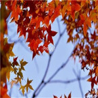 19usd Prodgf 3000Pcs A Set Acer Truncatum Shantung Maple seed