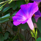 19usd Prodgf 8000Pcs A Set Ipomoea Nil Picotee Morning Glory seed