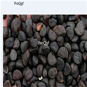 19usd Prodgf 8000Pcs A Set Ipomoea Nil Picotee Morning Glory seed