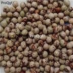 19usd Prodgf 3000Pcs A Set Cajanus Cajan seed