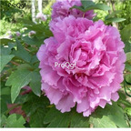 19usd ngryise 2000pcs Paeonia Suffruticosa seed