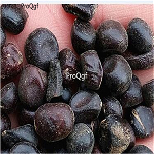19usd ngryise 2000pcs Paeonia Suffruticosa seed