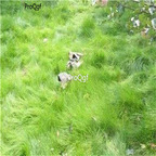 19usd Prodgf 50000Pcs A Set Rattan grass shumaocao seed