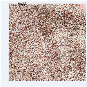 19usd Prodgf 50000Pcs A Set Rattan grass shumaocao seed