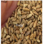 19usd Prodgf 2000Pcs A Set Punica granatum  seed