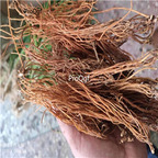 19USD Prodgf 200Gram A Set Gentiana scabra