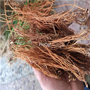 19USD Prodgf 200Gram A Set Gentiana scabra