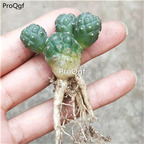29usd Prodgf 2Pcs A Set opuntia zuqiutuanshan plant