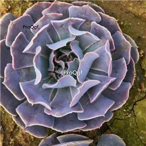 29usd Prodgf 2Pcs A Set rare desert star shamozhixing plant