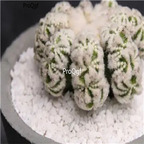 99usd Prodgf 1Pcs A Set  Geohintonia mexicana xindunhua plant