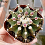 39usd Prodgf 1Pcs A Set leigu mudan Gymnocalycium mihanovichii  plant