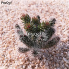 39usd Prodgf 2Pcs A Set songshu tuanshan opuntia plant