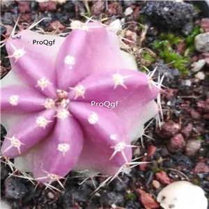 59usd Prodgf 2Pcs A Set Mammillaria Prolifera rare color weicixia plant