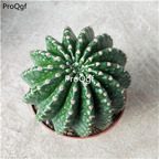 59usd Prodgf 2Pcs A Set nongtaojin rare plant